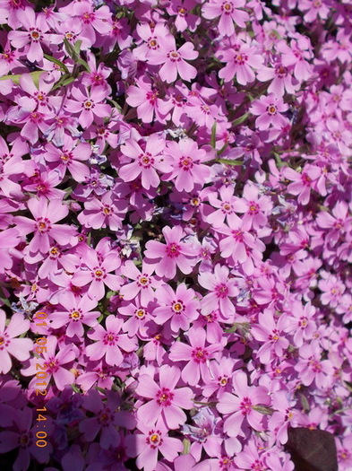 DSCN1426 - anotimpuri inflorite 2012