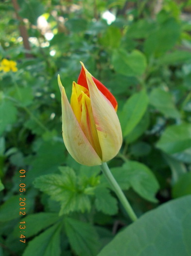 DSCN1384_resize - anotimpuri inflorite 2012