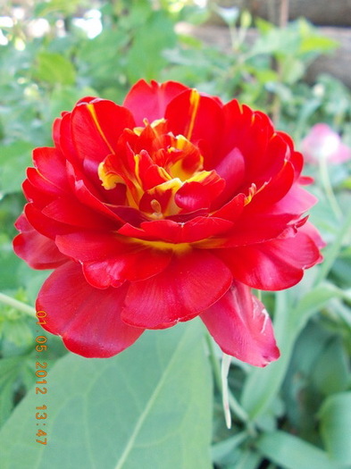 DSCN1386 - anotimpuri inflorite 2012