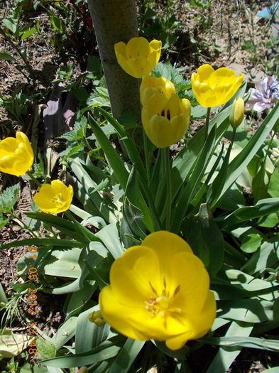 DSCN1388 - anotimpuri inflorite 2012