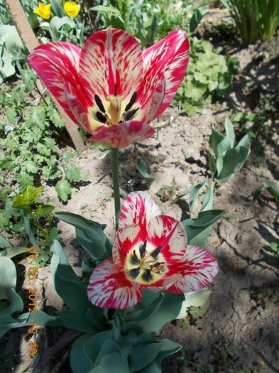 DSCN1393 - anotimpuri inflorite 2012