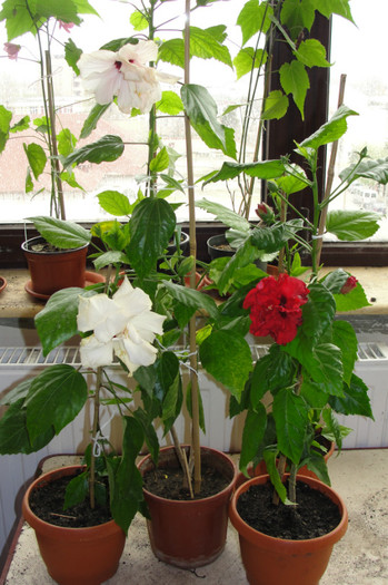 hibi alb si rosu batut