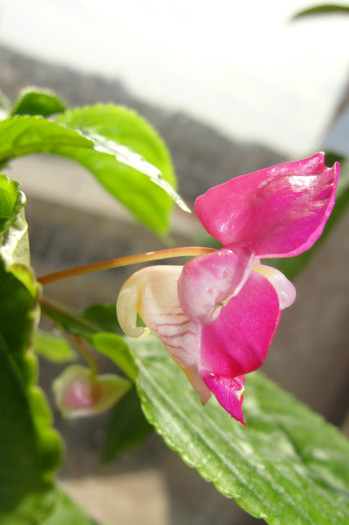  - B-impatiens