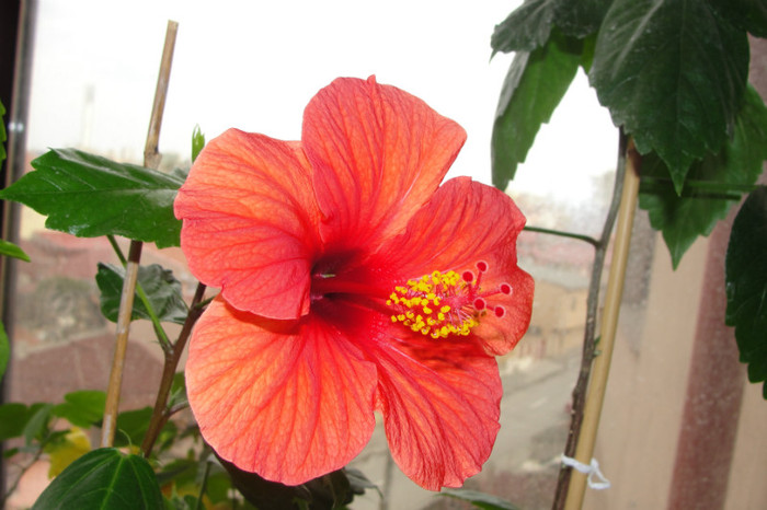 hibi rosu simplu x - B-hibiscus-2012 1