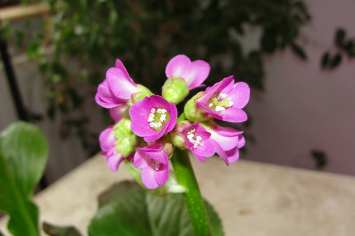  - B-Bergenia