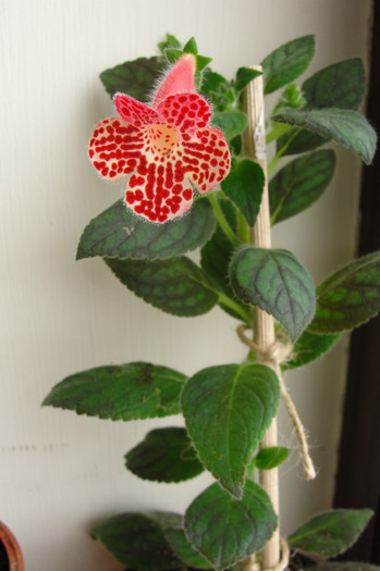 kohleria clytie