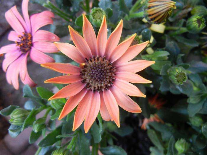 African Daisy (2012, April 29) - 2012 African Daisy