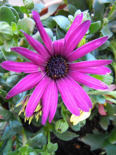 African Daisy (2012, April 30) - 2012 African Daisy