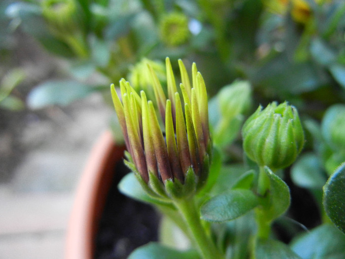 African Daisy (2012, April 30) - 2012 African Daisy