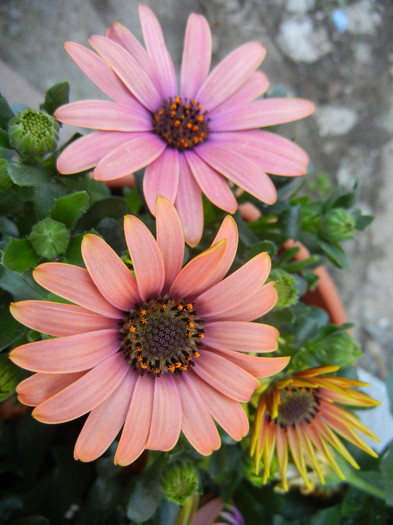 African Daisy (2012, April 30) - 2012 African Daisy