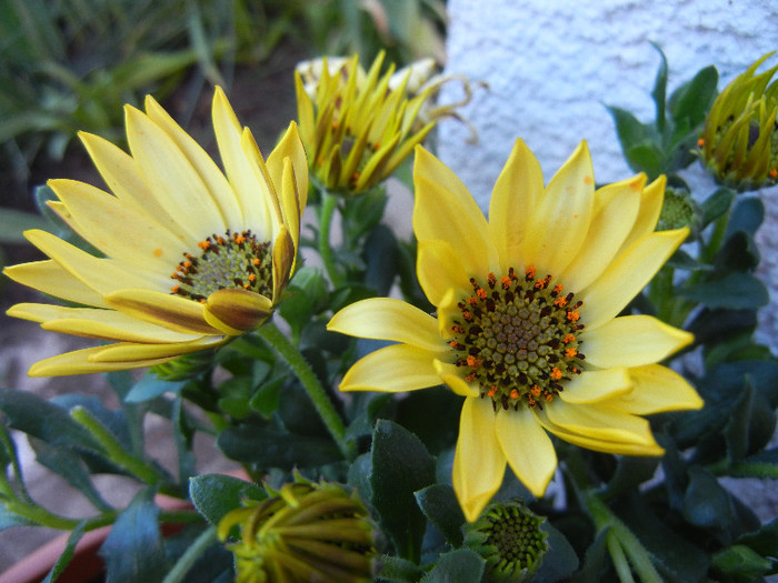 African Daisy (2012, April 30) - 2012 African Daisy