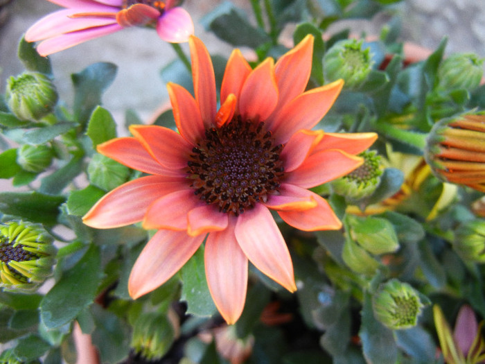 African Daisy (2012, April 30) - 2012 African Daisy