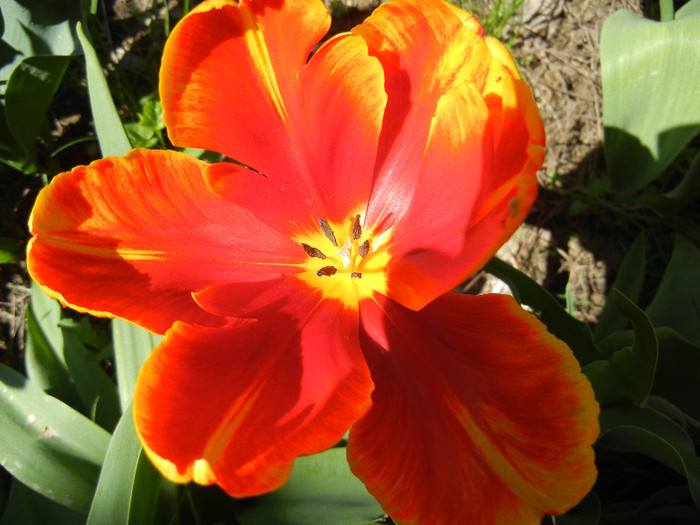 Tulipa Bright Parrot (2012, April 23)