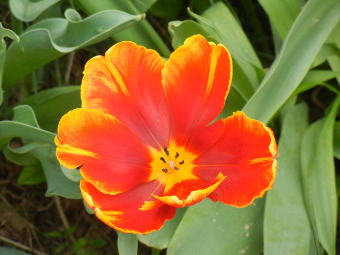 Tulipa Bright Parrot (2012, April 25) - Tulipa Bright Parrot