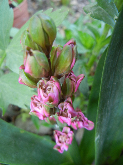 Hyacinth Eros (2012, April 28) - Hyacinth Eros