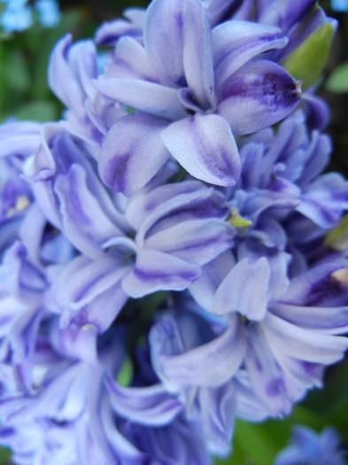 Hyacinth Isabelle (2012, April 29)