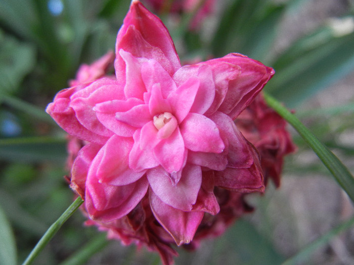 Hyacinthus Hollyhock (2012, April 26) Hyacinthus Hollyhock (2012, April 26)