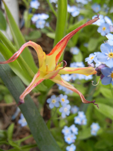 Tulipa Acuminata (2012, April 26)