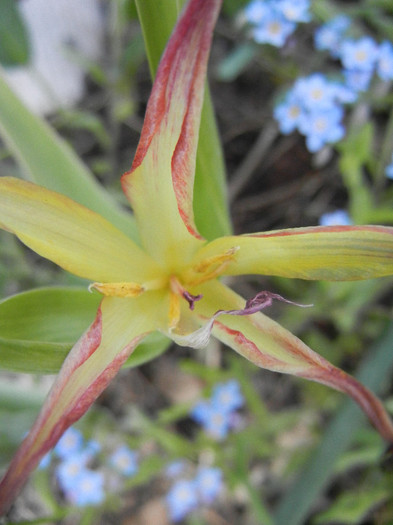 Tulipa Acuminata (2012, April 28)