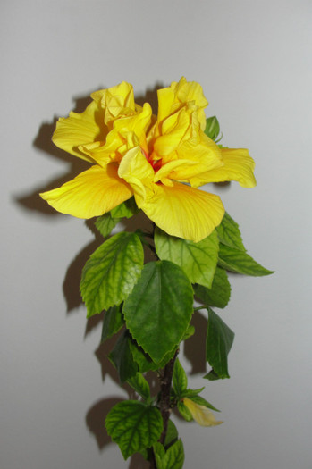 hibi galben dublu - B-hibiscus-2012 1