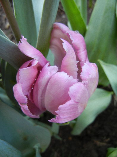 Tulipa Rai (2012, April 25) - Tulipa Rai Parrot