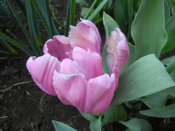 Tulipa Rai (2012, April 25)