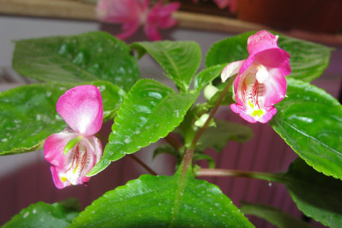  - B-impatiens