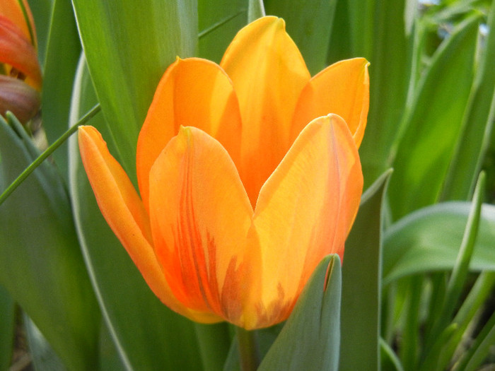 Tulipa Princess Irene (2012, April 28) - Tulipa Princess Irene