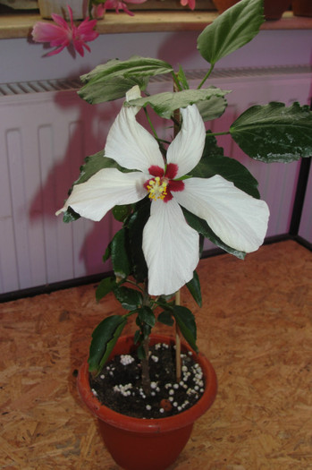 hibi cairo white