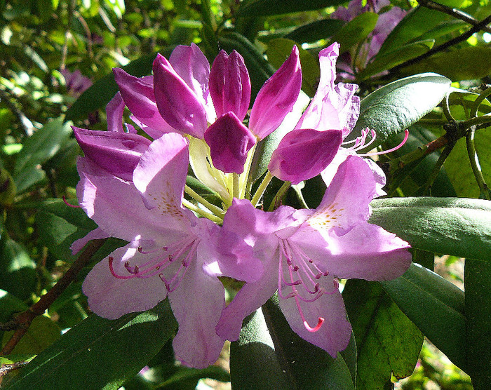 P1520552 - RODODENDRON