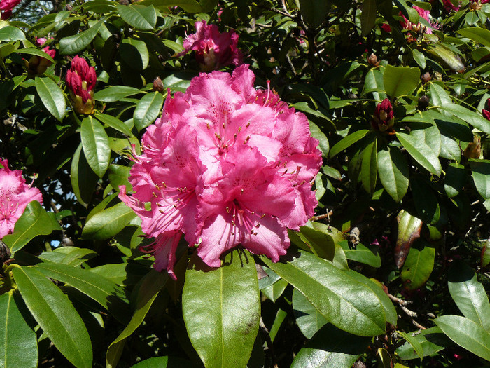 P1520316 - RODODENDRON