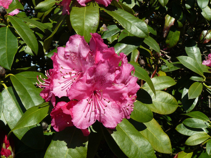 P1520317 - RODODENDRON