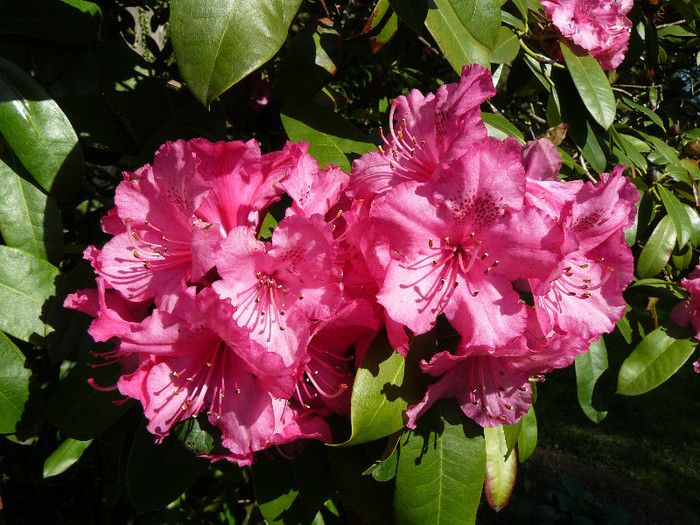 P1520318 - RODODENDRON