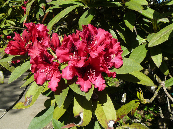 P1520319 - RODODENDRON