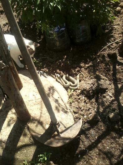 mitzu cu un mic sarpe :))