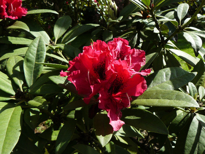 P1520324 - RODODENDRON