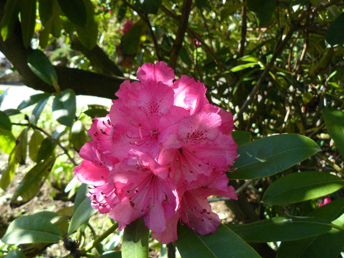 P1520356 - RODODENDRON