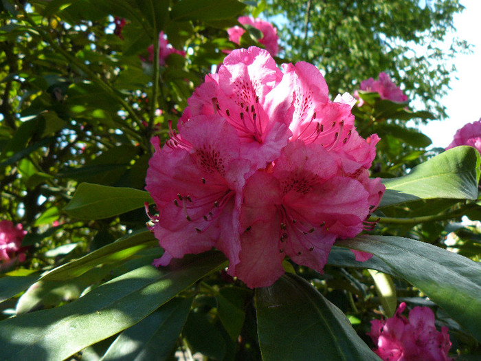 P1520357 - RODODENDRON