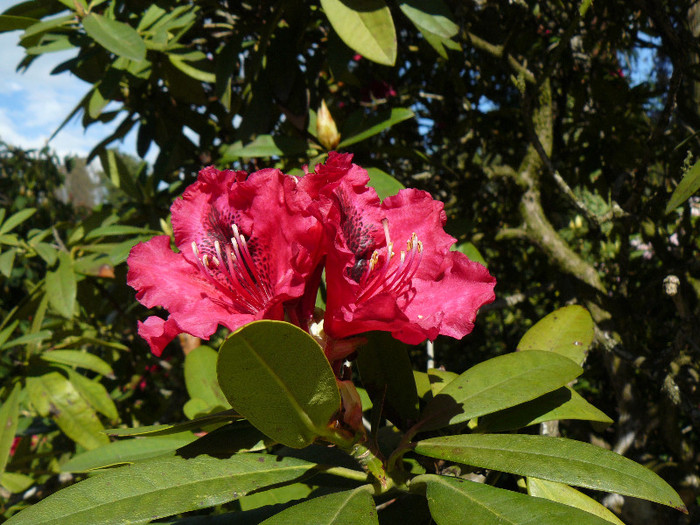 P1520363 - RODODENDRON