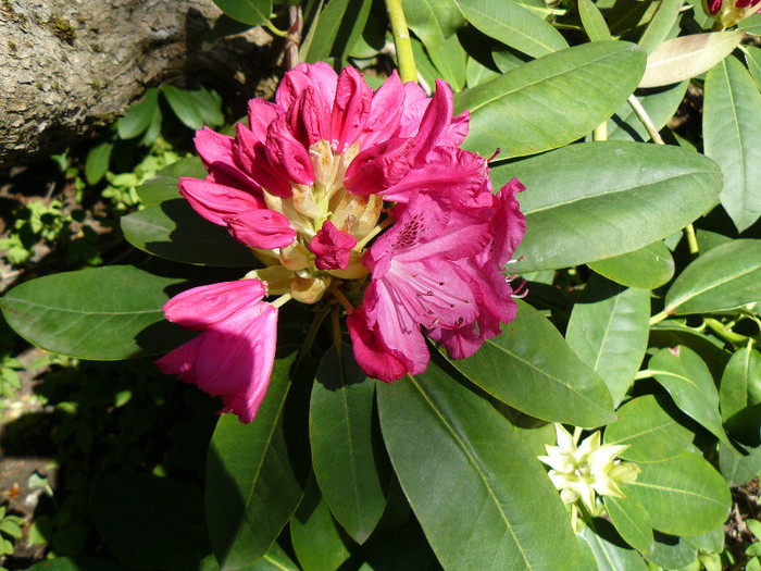 P1520365 - RODODENDRON