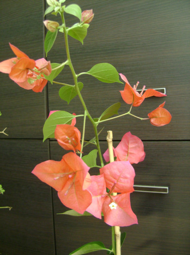 Bouga Gabiuta 01mai2012 - Bougainvillea