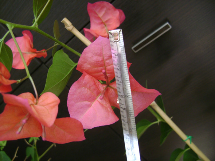 7 cm - Bougainvillea