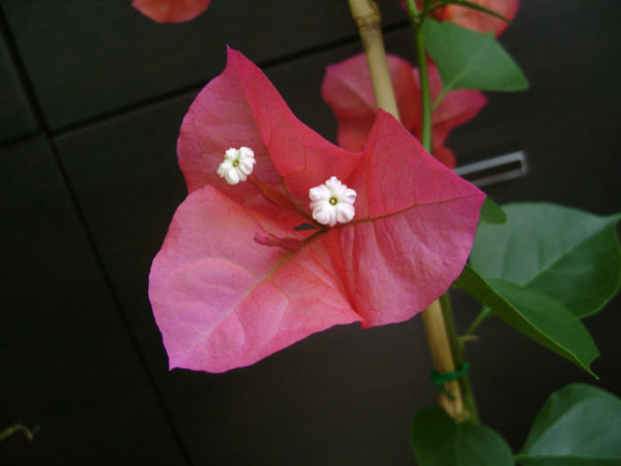 Bouga Gabiuta 01mai2012 - Bougainvillea