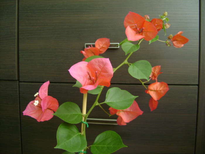 Bouga Gabiuta 01mai2012 - Bougainvillea