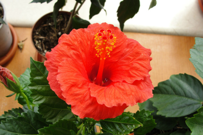 hibi sunny bordeaux - B-hibiscus-2012 1