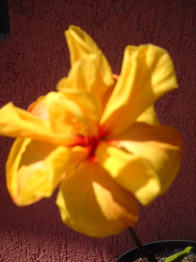 1.05.2012 a inflorit! pierdut