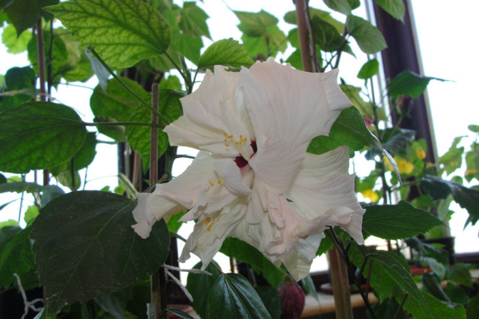 hibi alb batut - B-hibiscus-2012 2