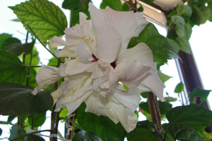  - B-hibiscus-2012 2