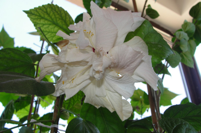 23.04.12. - B-hibiscus-2012 2