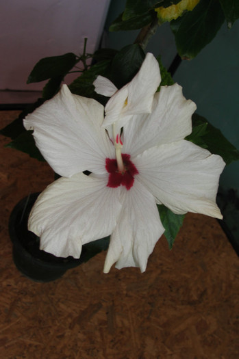abuti alb dublu - B-hibiscus-2012 2